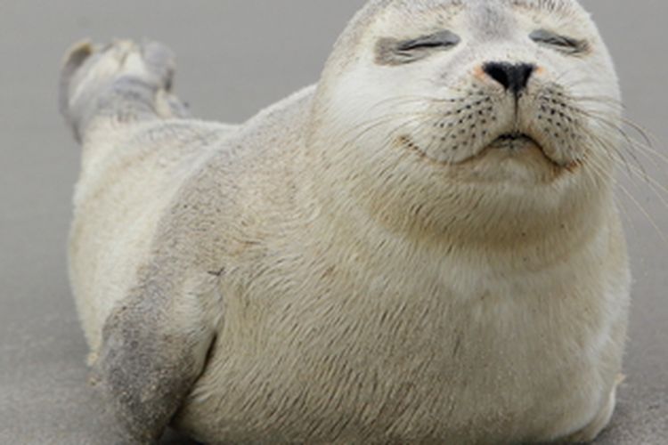 Anjing Laut Dan Singa Laut, Serupa Tapi Tak Sama Halaman All - Kompas.com