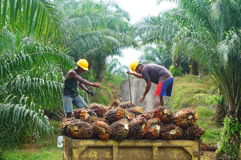 Melihat Tantangan Besar Industri Kelapa Sawit Indonesia