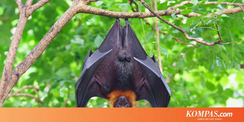 Apakah Virus Corona China Berasal Dari Kelelawar Dan Ular Halaman