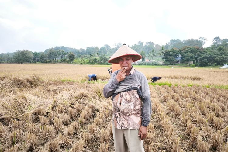 Lebih dari 50 Persen di Sumbar Petani Gurem, Terjebak Lahan Sempit dan Harga Tak Pasti