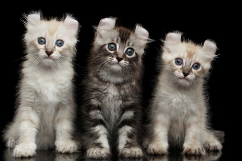 10 Ras Kucing Populer Asal Amerika Serikat, Penampilannya Unik