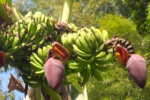 Ini Manfaat Pohon Pisang, Siswa Harus Paham