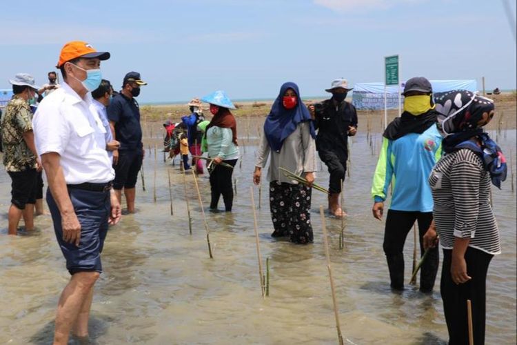 Menko Bidang Kemaritiman dan Investasi Luhut Binsar Pandjaitan mengunjungi Kabupaten Brebes, untuk melakukan penanaman mangrove, Kamis (22/10/2020).