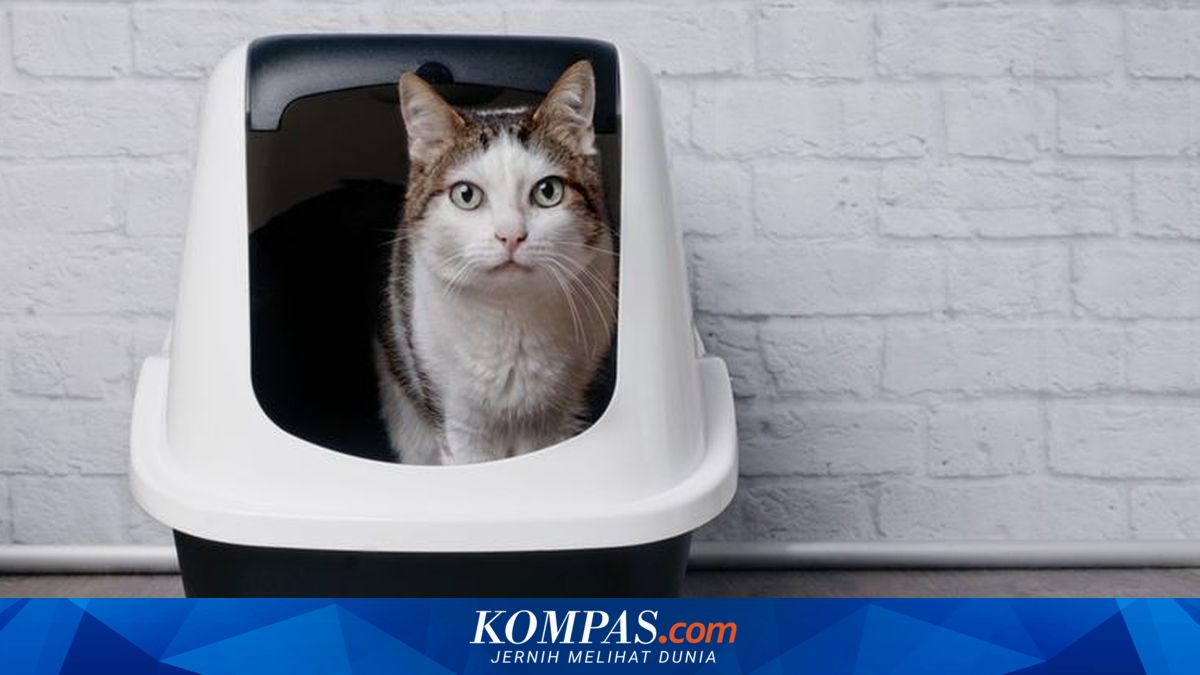Cara Mengobati Kucing Kencing Berdarah Menurut Dokter Hewan