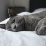 Ratusan Kucing Mati di Inggris Akibat Penyakit Langka, Apa Pemicunya?