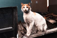 Cara Mengusir Kucing agar Tidak Buang Kotoran di Halaman Rumah