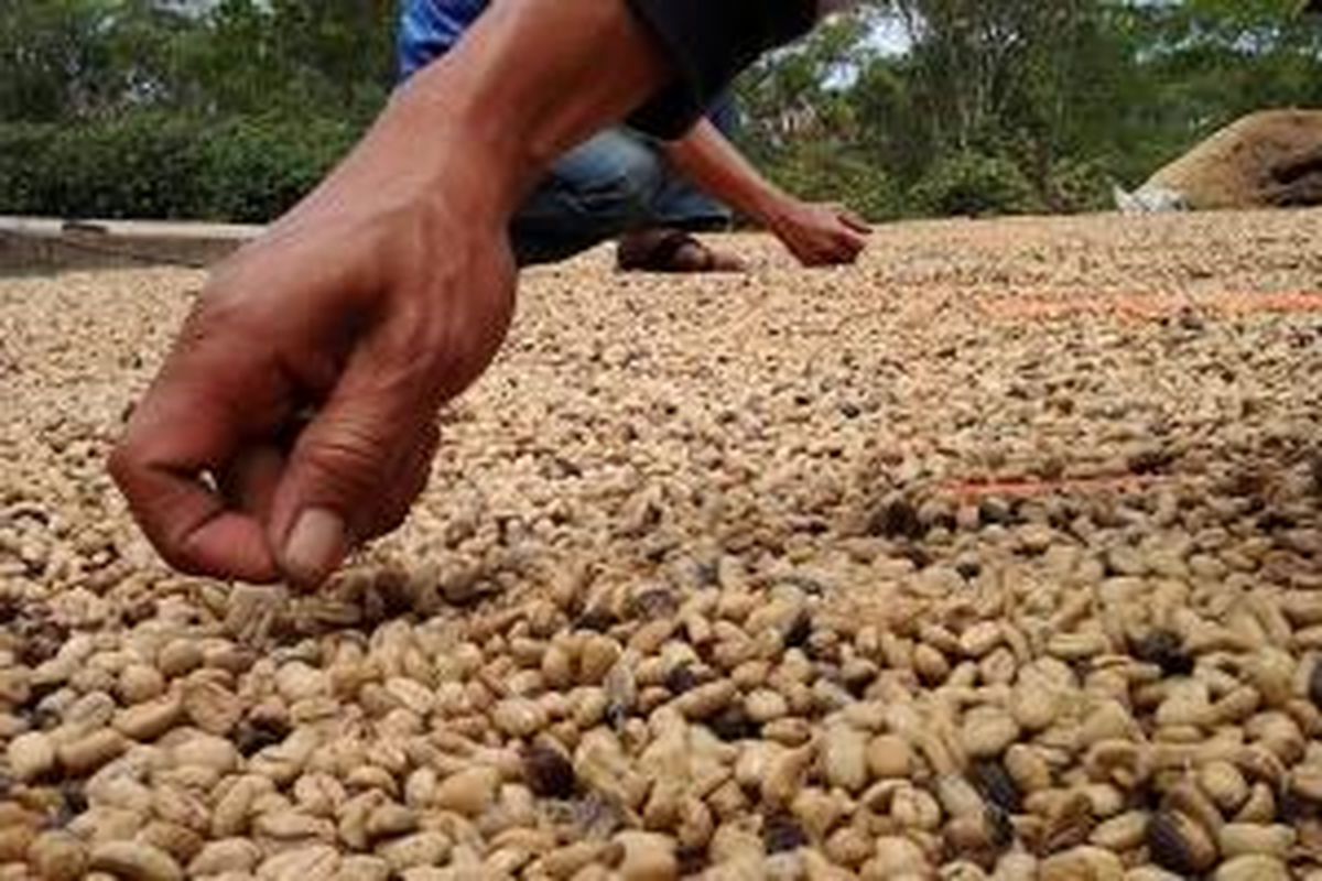 Petani kopi arabika gayo di Desa Jamur Uluh, Kecamatan Wih Peusang, Kabupaten Bener Meriah, Aceh, sedang memilah biji kopi yang rusak di bak penjemuran kopi, Sabtu (10/3/2013).