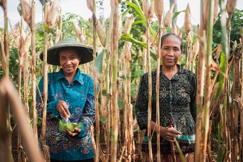 Mengenal Asal-usul Pakaian dan Kearifan Lokal Pertanian Indonesia melalui Pameran Kapas