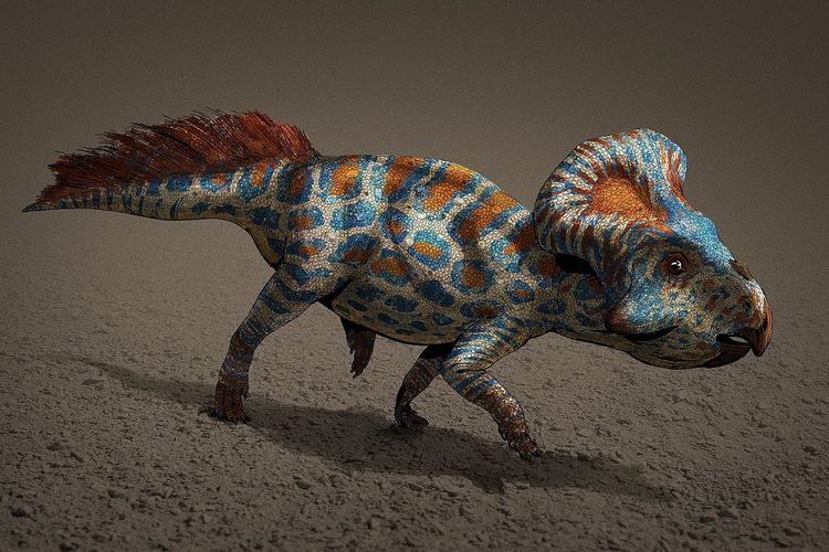 Ilustrasi gambar Protoceratops, dinosaurus seukuran domba. Dinosaurus yang diketahui hidup lebih dari 70 juta tahun yang lalu, memiliki jumbai pada lehernya yang diduga merupakan hasil evolusi seleksi seksual yang berfungsi untuk menarik pasangan pada musim kawin.