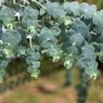 Penyebab Eucalyptus Beraroma Wangi, Seperti Apa Baunya?