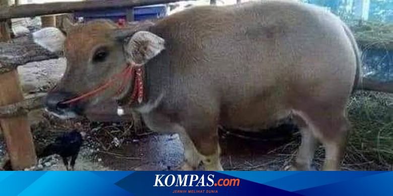 Hoaks Hewan Ternak Hasil Kawin Silang Babi Dengan Sapi