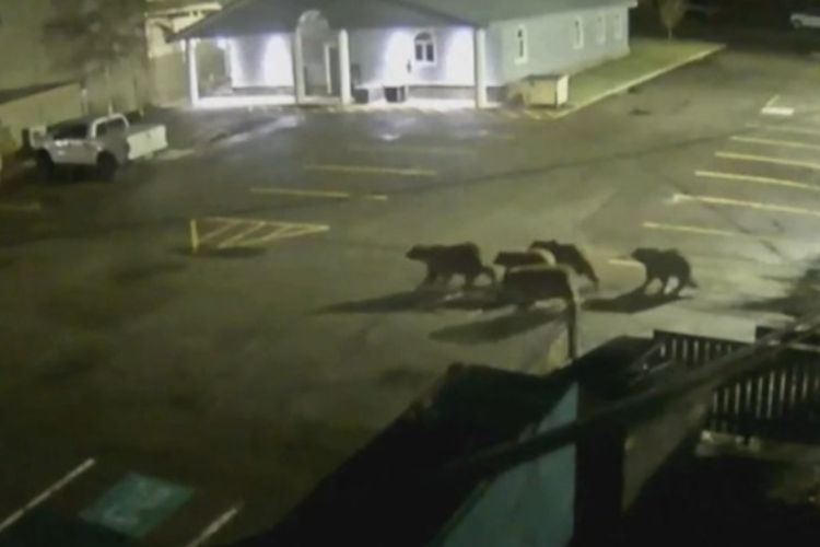Beruang selebriti Grizzly 399 bersama kelaurganya jalan-jalan malam dikawal polisi kota Wyoming. [SS/YOUTUBE/BBC]