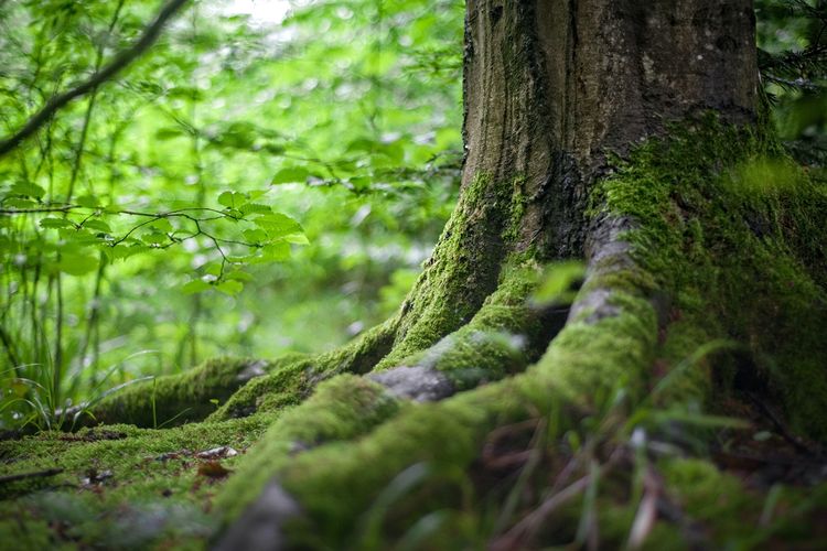 Rantai Makanan di Hutan