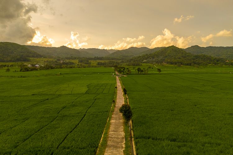 Senja di Hamparan Persawahan Nanggulan, Kulon Progo, Yogyakarta (11/12/2025).