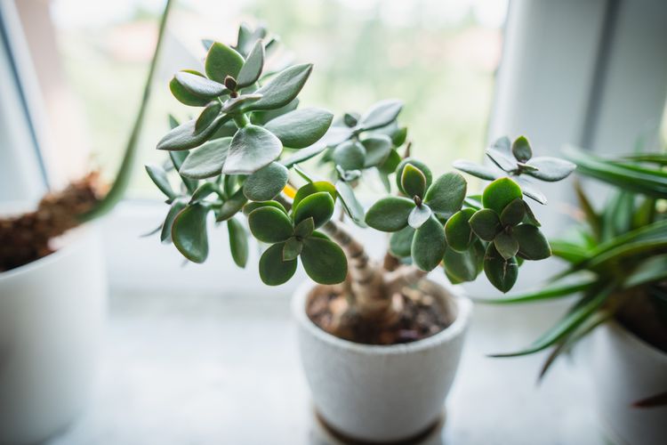 Ilustrasi tanaman giok atau jade plant.