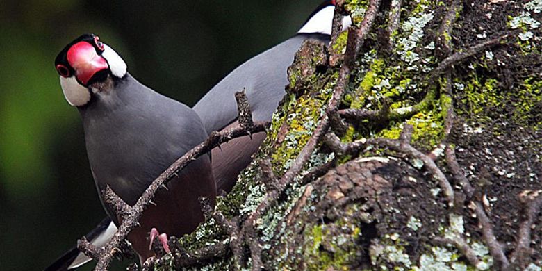 Di Rth Ini Ditemukan Koloni Burung Gelatik Jawa Terbesar Di Luar Jawa