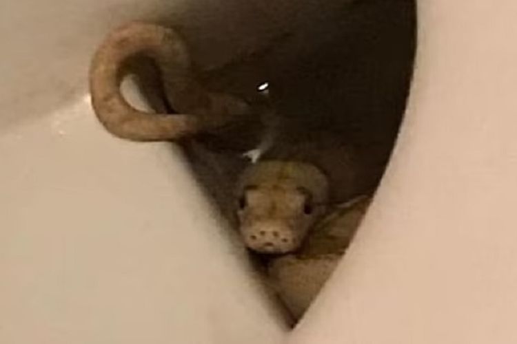Gambar yang dirilis Kepolisian Graz, Austria, menunjukkan seekor ular piton albino sepanjang 1,5 meter mengamati dari lubang toilet. Ular itu dilaporkan menggigit alat kelamin seorang pria setelah kabur dari pemiliknya.