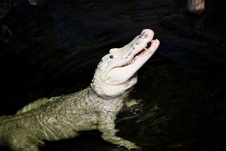 Thibodaux, aligator putih langka di Kebun Binatang dan Akuarium Henry Doorly di Omaha, Amerika Serikat, harus dioperasi pada 15 Februari 2024 karena menelan 70 koin yang dilempar pengunjung.
