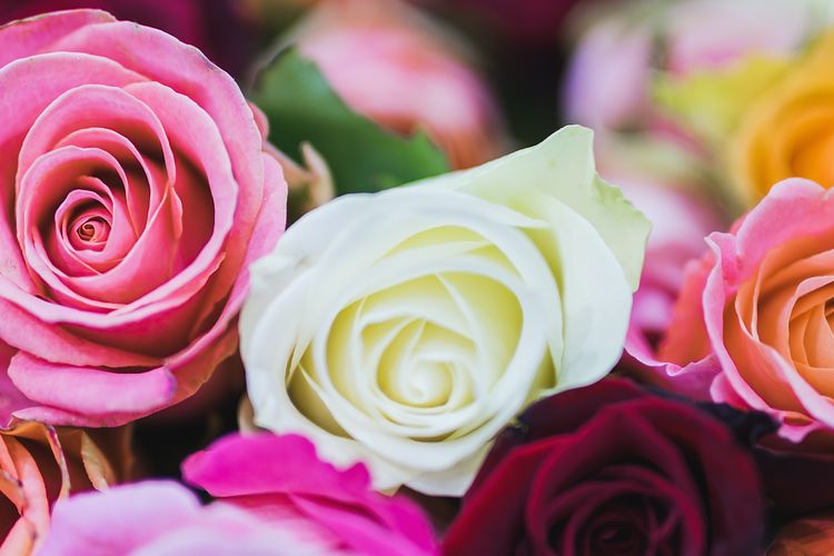 Berbagai warna bunga mawar.