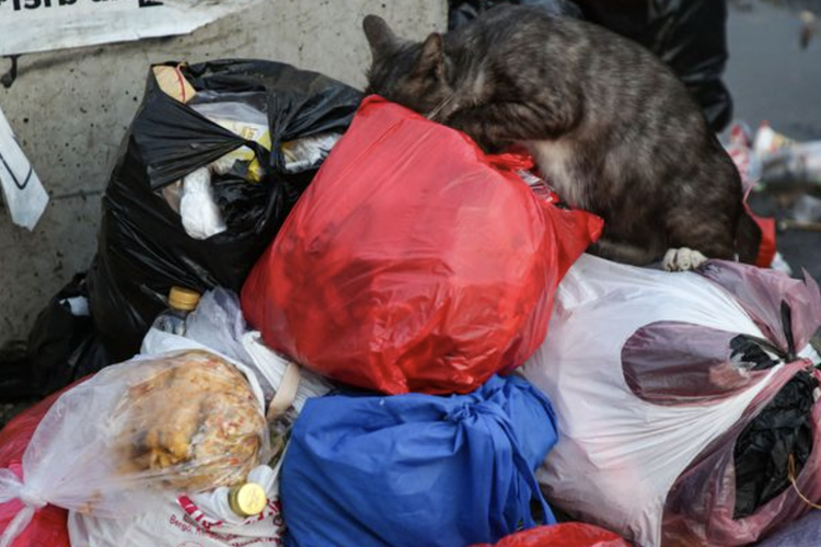Seekor kucing mengais tumpukan sampah yang dibuang sembarangan di pinggir Jalan HOS Cokroaminoto, Karang Tengah, Kota Tangerang, Banten, Selasa (25/4/2023). 