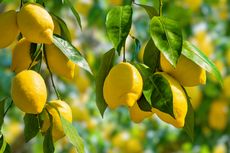 Manfaat Lemon untuk Kesehatan, Redakan Stres hingga Kencangkan Kulit
