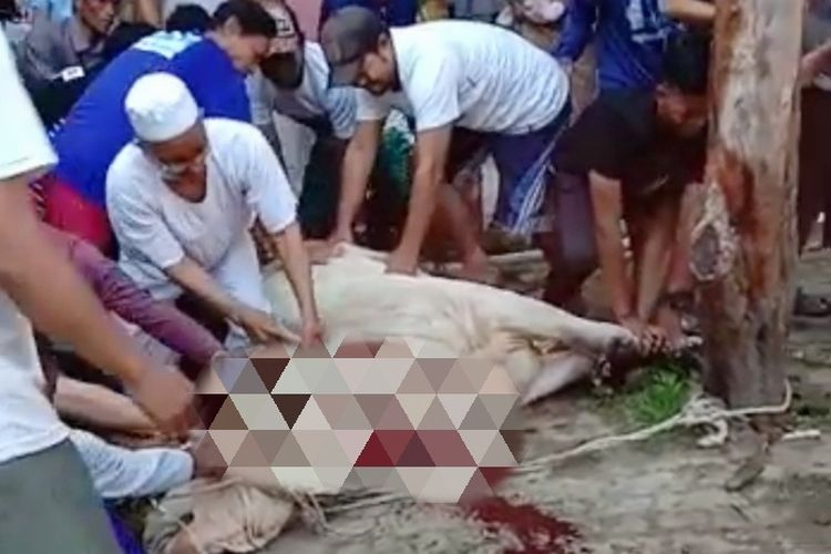 Asmala (peci putih) saat menyembelih hewan kurban sebelum meninggal karena serangan jantung.