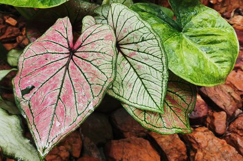 Penyebab Daun Keladi Keriting dan Cara Mengatasinya