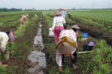 Petani Bawang Khawatirkan Anomali Cuaca