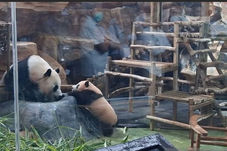Rio, Bayi Panda Pertama yang Lahir di Indonesia, Tampil Perdana di Taman Safari Bogor