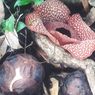 Bunga Langka Raflesia Zollingeriana Mekar di TN Meru Betiri Banyuwangi