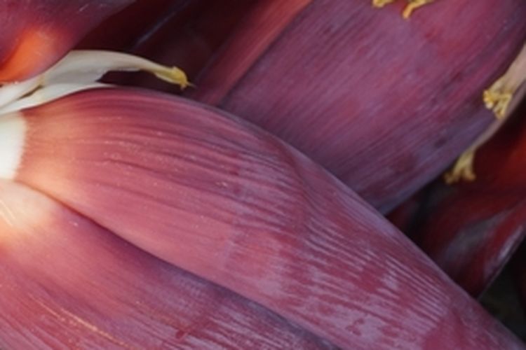 Ilustrasi jantung pisang