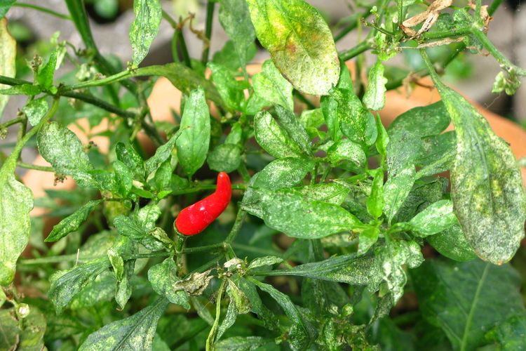 Ilustrasi tanaman cabai yang terserang hama Thrips.