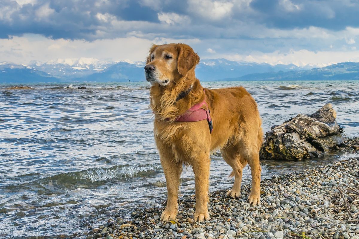 Ilustrasi anjing Golden retriever bermain dan berjalan-jalan di pantai. 