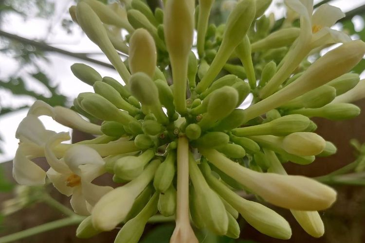 Ada banyak bahan yang dapat digunakan untuk menghilangkan rasa pahit pada bunga pepaya sebelum dimasak.