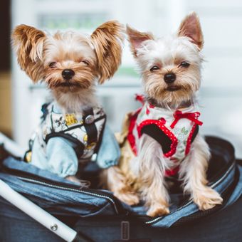 Ilustrasi anjing Yorkshire terrier.