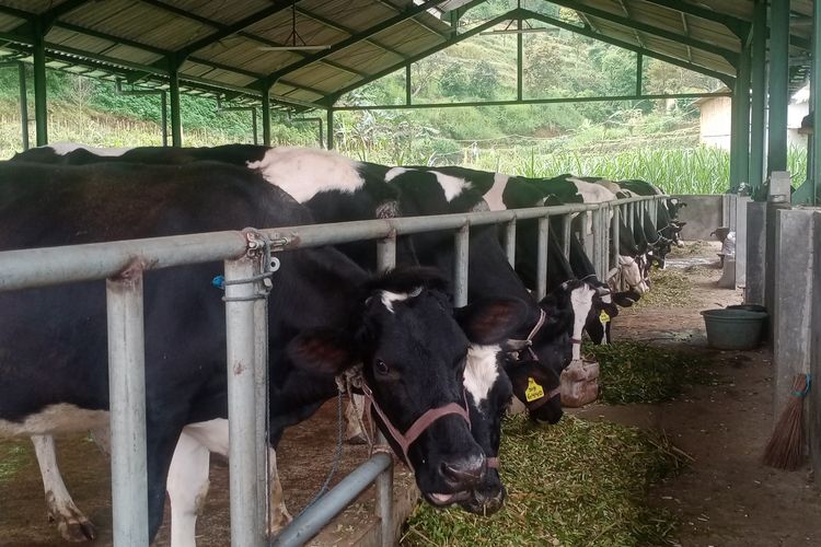 Beberapa sapi perah yang ada di Dusun Brau, Desa Gunungsari, Kota Batu, Jawa Timur pada Selasa (8/3/2022).