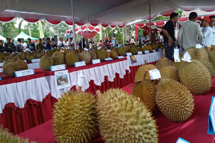 Buah durian saat kontes di halaman kantor gubernur Kepulauan Bangka Belitung, Sabtu (11/1/2020).