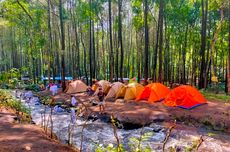 Harga Tiket Camping di Hutan Pinus Poncosumo Lumajang