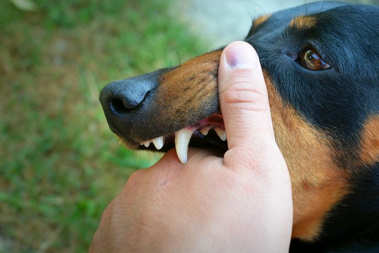 Anak 4 Tahun Tewas Usai Digigit Anjing di Bangli Bali, Ini Kronologinya