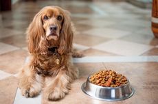 7 Manfaat Memberikan Makanan Mentah pada Anjing Peliharaan