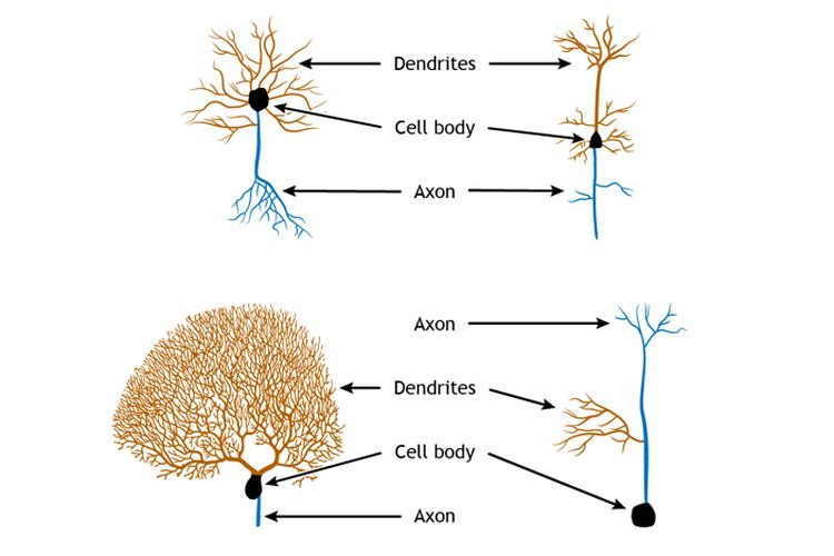 Dendrit pada berbagai jenis neuron (sel saraf).