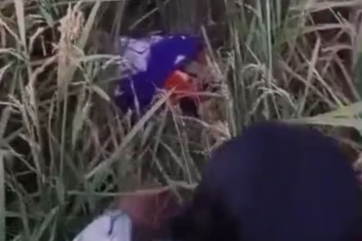 DIBUANG--Inilah lokasi penemuan pembuangan bayi ditengah ladang padi di  Desa Sumbergandu, Kecamatan Pilangkenceng, Kabupaten Madiun, Jawa Timur menemukan  bayi laki laki di tengah ladang padi, Selasa (15/4/2025).