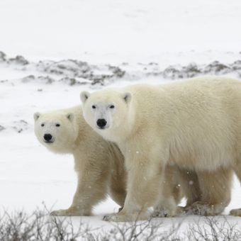Ilustrasi beruang kutub. (Shutterstock)