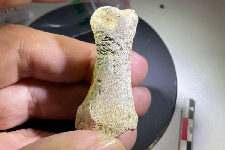 Terbukti Cerdas, Neanderthal di Perancis Bikin Alat dari Tulang Badak dan Gigi Kuda