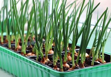 Cara Menanam Bawang Putih dari Satu Siung agar Tumbuh Subur