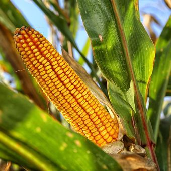 Ilustrasi tanaman jagung. 