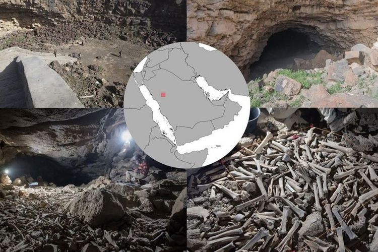 Para ilmuwan menemukan ratusan ribu tulang hewan dan manusia di sebuah gua di barat laut Arab Saudi.