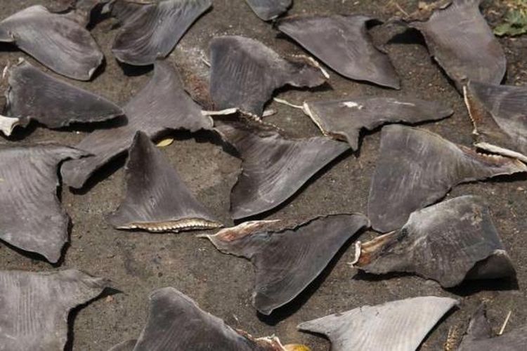 Sirip ikan hiu dijemur di tepi jalan di Desa Talawaan Bajo, Minahasa Utara, Sulawesi Utara, Jumat (28/8/2015). Perairan Sulawesi Utara kerap dijadikan tempat berburu ikan hiu. Hasil tangkapan diolah dan dijual kembali dengan harga tinggi.