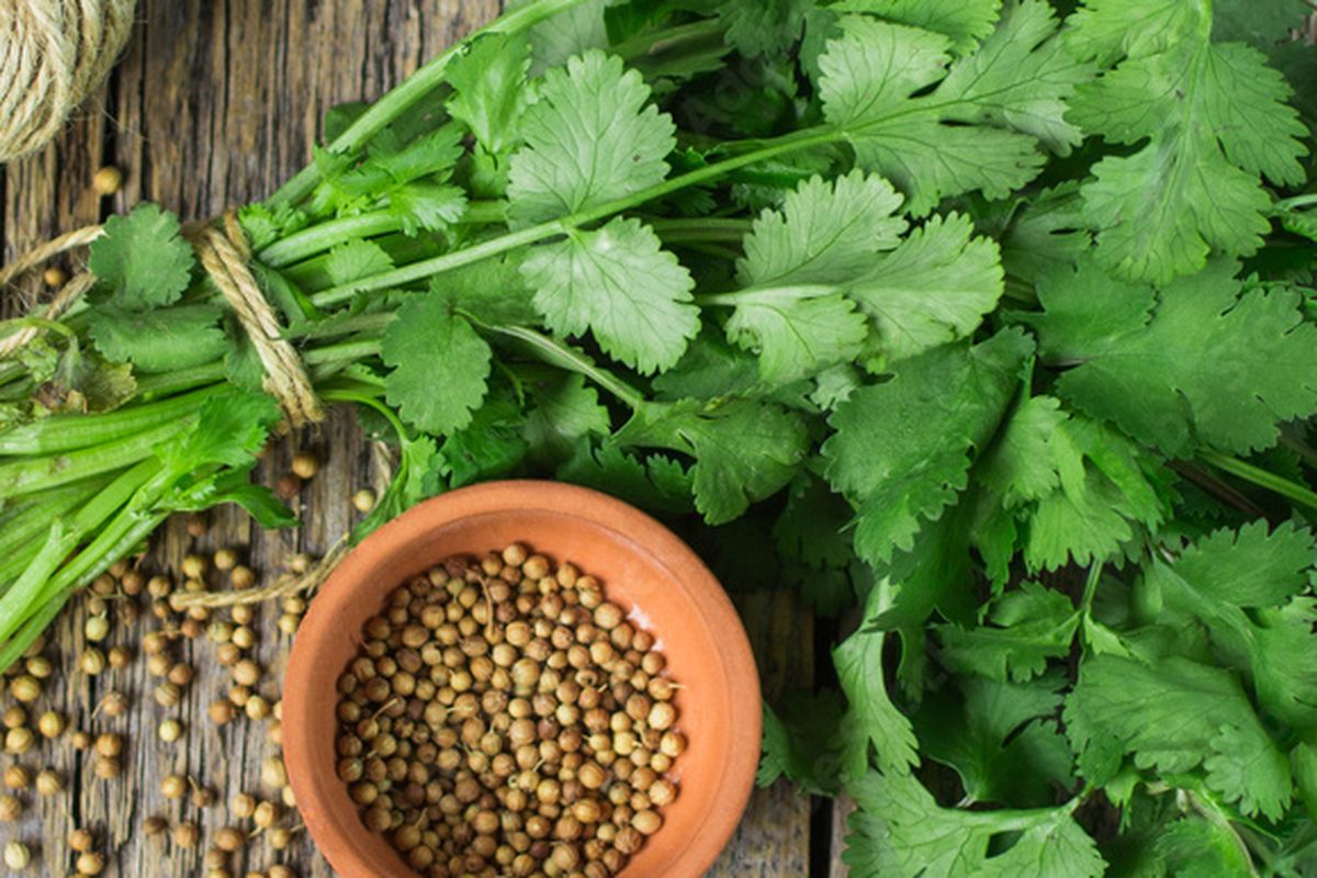 Manfaat daun ketumbar untuk kesehatan