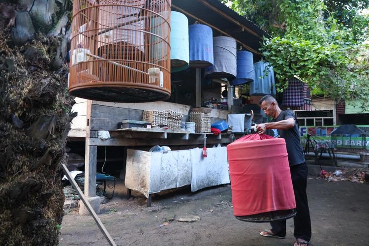 Maimun, seorang mantan kombatan GAM di Aceh Besar, sedang memberi perawatan kepada burung burung Murai Batu miliknya. Kini Maimun menjadi seorang peternak burung untuk memenuhi kebutuhan rumah tangganya.